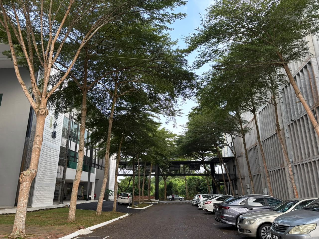 校園樹蔭與校舍景觀